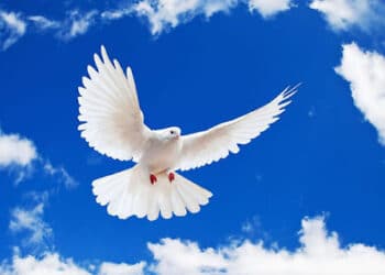 Hòa Bình Đích Thực: Công Trình của Công Lý và Tình Liên Đới