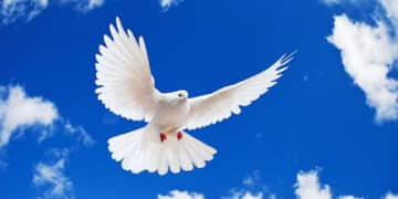 Hòa Bình Đích Thực: Công Trình của Công Lý và Tình Liên Đới